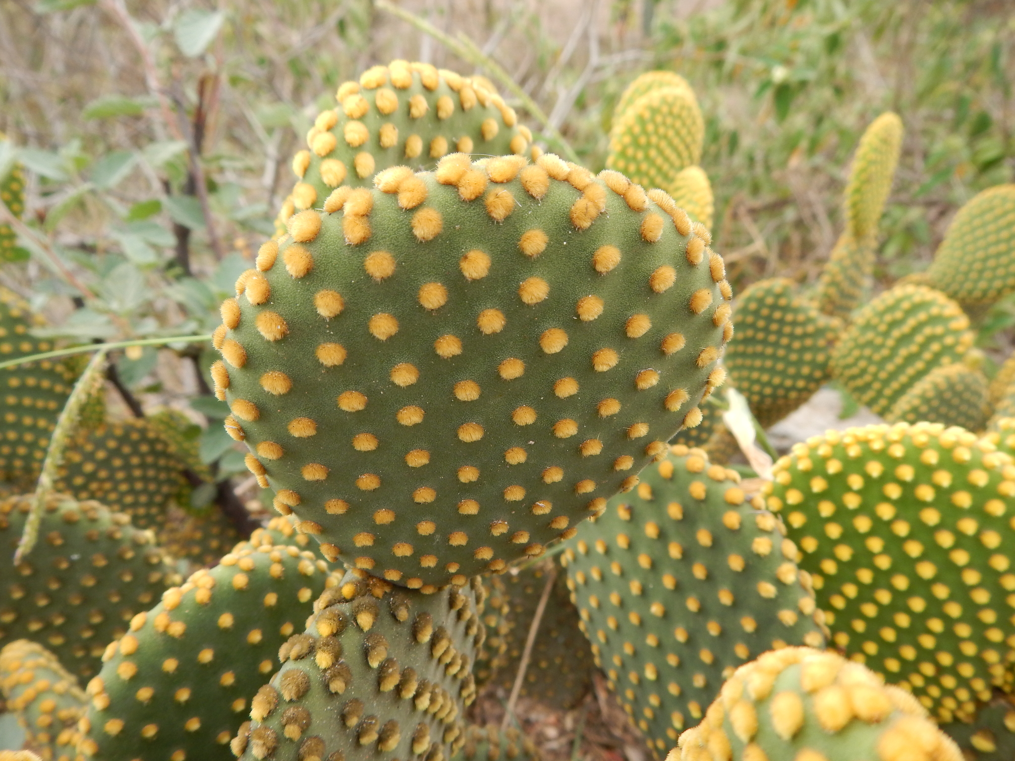 Opuntia microdasys