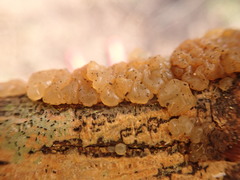 Tremella globispora