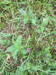 Astragalus leptocarpus