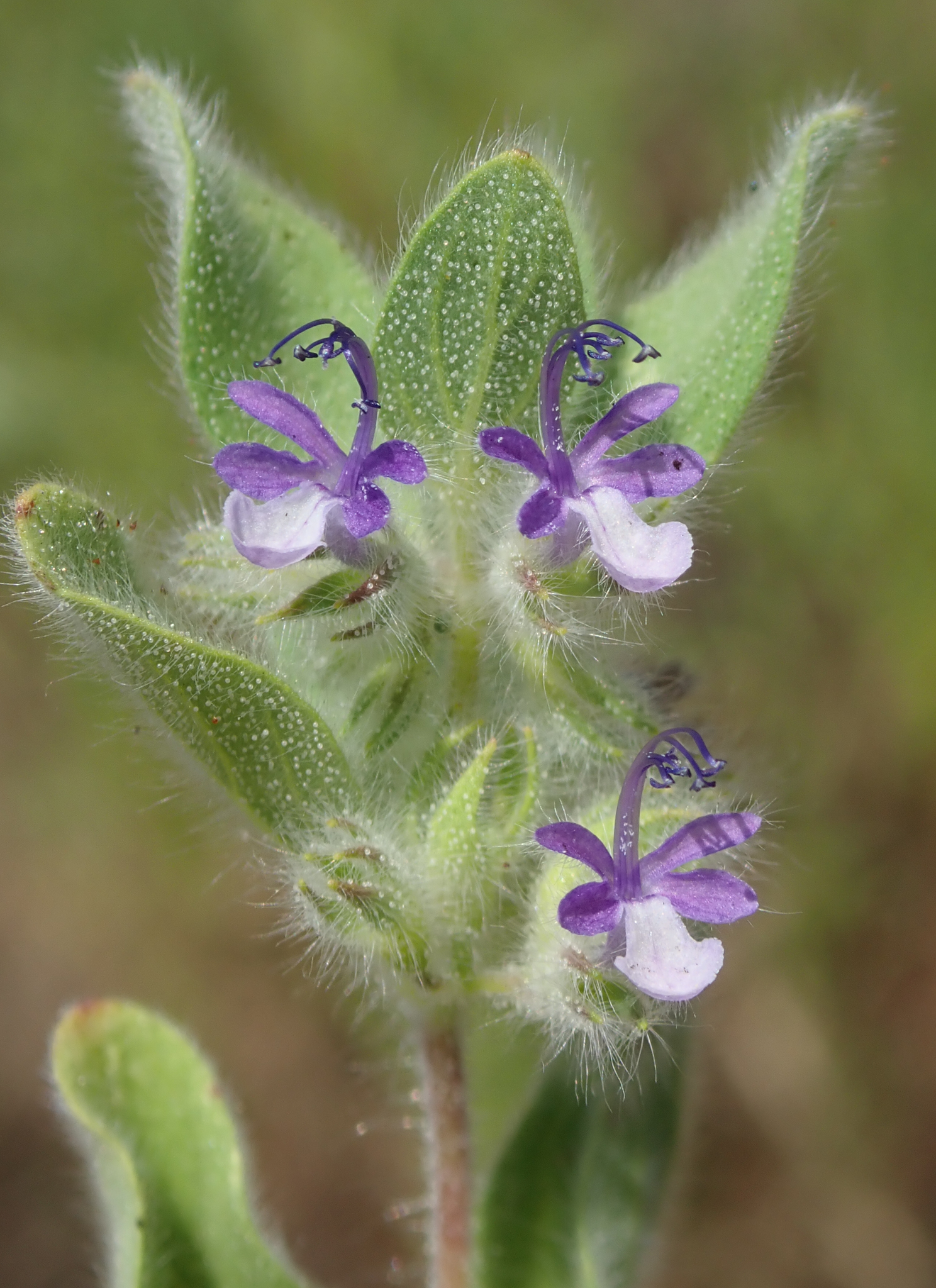 Trichostema oblongum