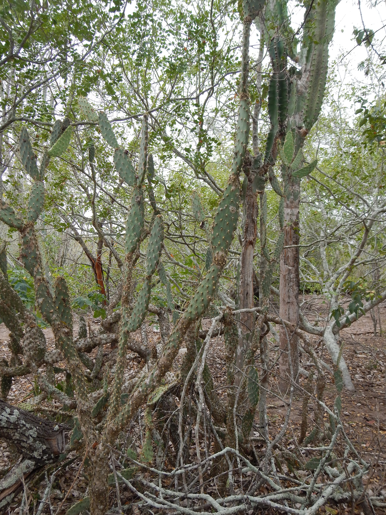 Tacinga palmadora