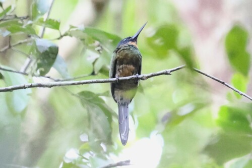 Purplish Jacamar (Galbula chalcothorax), photo 6