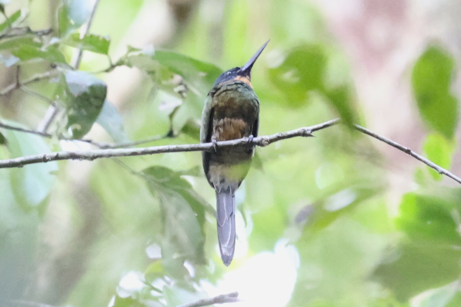 Purplish Jacamar (Galbula chalcothorax), photo 6