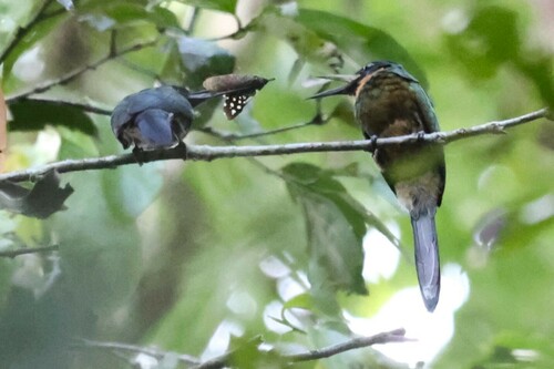 Purplish Jacamar (Galbula chalcothorax), photo 4