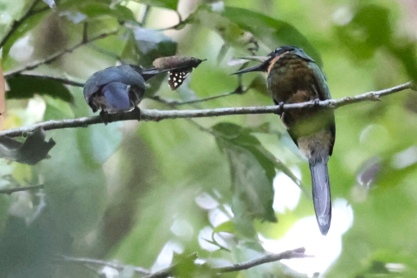 Purplish Jacamar (Galbula chalcothorax), photo 5