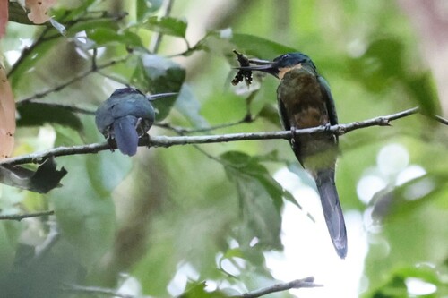 Purplish Jacamar (Galbula chalcothorax), photo 7