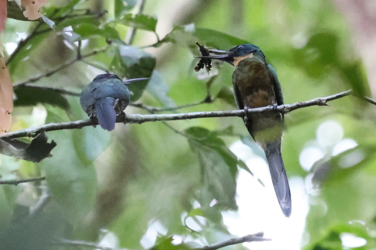 Purplish Jacamar (Galbula chalcothorax), photo 4