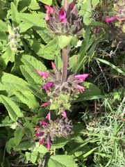 Salvia spathacea
