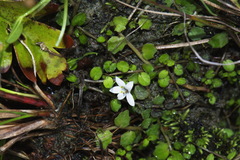 Lobelia carens