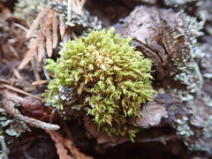 Aulacomnium androgynum