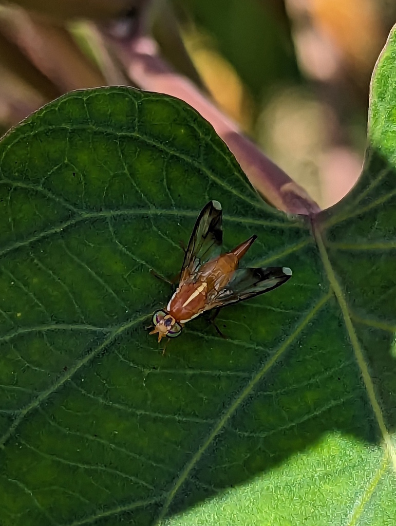 Coelotrypes circumscriptus