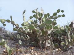 Opuntia caracassana