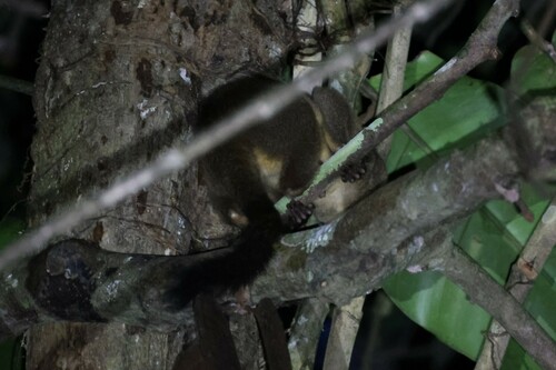 Spix's Night Monkey
