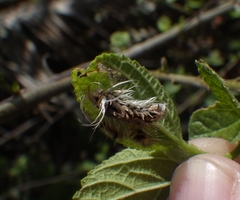 Halysidota cinctipes
