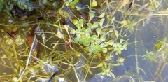 Callitriche heterophylla