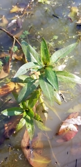 Ludwigia repens