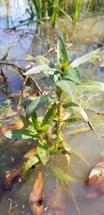 Ludwigia repens