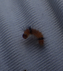 Halysidota cinctipes