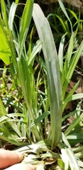Carex flaccosperma