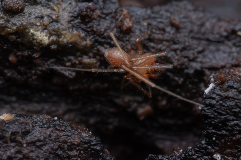 Pallid Ground-Weaver