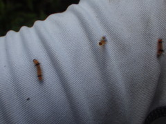 Halysidota cinctipes