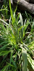Carex flaccosperma