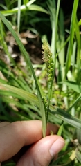 Carex flaccosperma