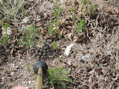 Escobaria missouriensis