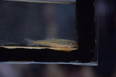 Notropis uranoscopus