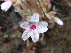 Claytonia exigua