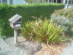 Xeronema callistemon