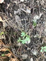 Nemophila parviflora