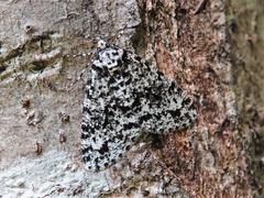 Pseudocoremia monacha