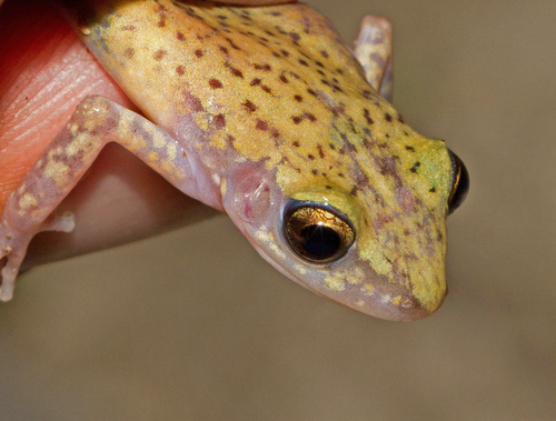Eleutherodactylus marnockii
