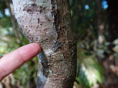 Pseudocoremia monacha