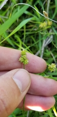 Carex leavenworthii