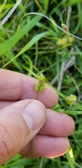 Carex leavenworthii