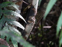 Pseudocoremia monacha