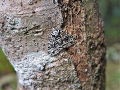 Pseudocoremia monacha