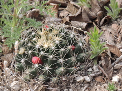 Escobaria missouriensis