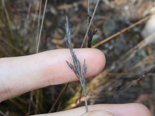 Image of Lepidosperma urophorum by (c) Thomas Mesaglio, some rights reserved (CC BY)