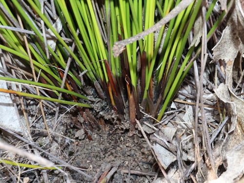 Image of Lepidosperma urophorum by (c) Thomas Mesaglio, some rights reserved (CC BY)