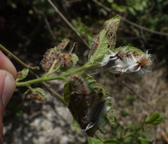 Halysidota cinctipes