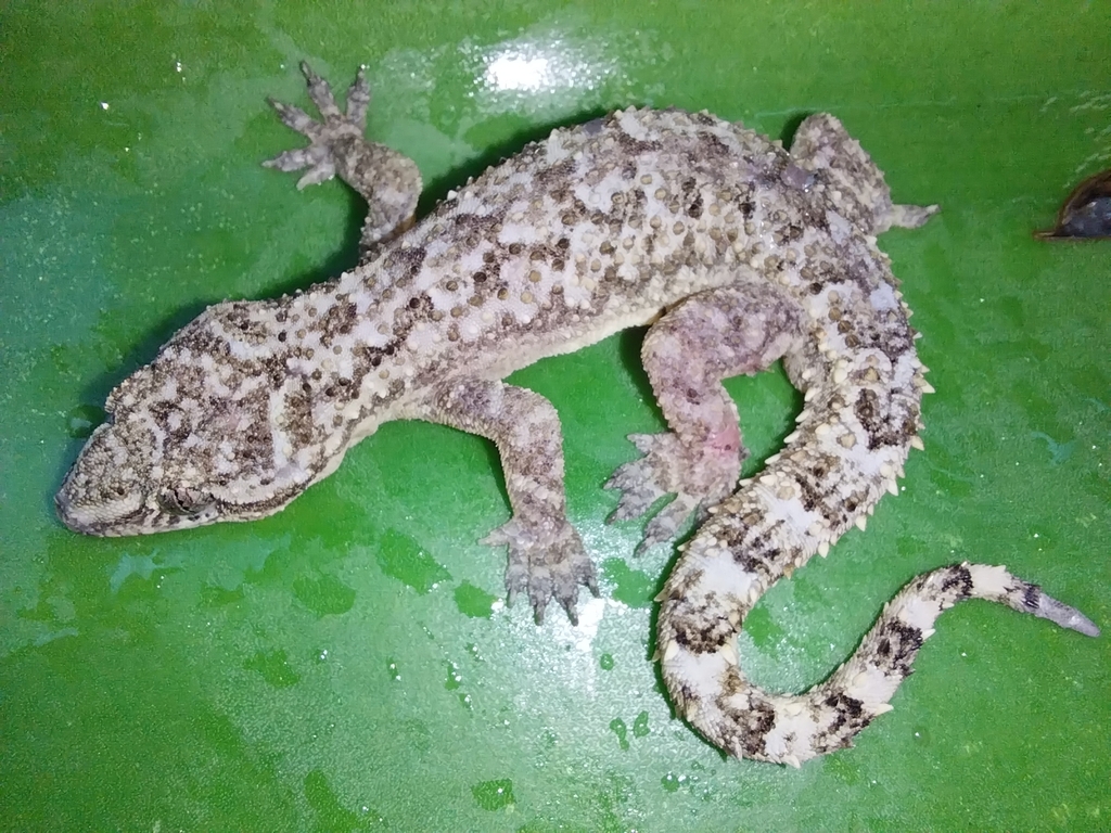 Antilles Leaf-Toed Gecko
