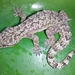 Maria Islands Leaf-toed Gecko - Photo (c) Saifudeen Muhammad, some rights reserved (CC BY-NC), uploaded by Saifudeen Muhammad
