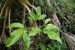 Melicope semecarpifolia