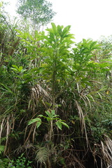 Melicope semecarpifolia