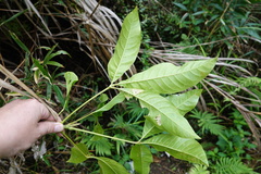 Melicope semecarpifolia