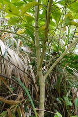 Melicope semecarpifolia