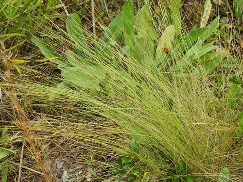 Image of Southern Wiregrass (Aristida beyrichiana) by no rights reserved